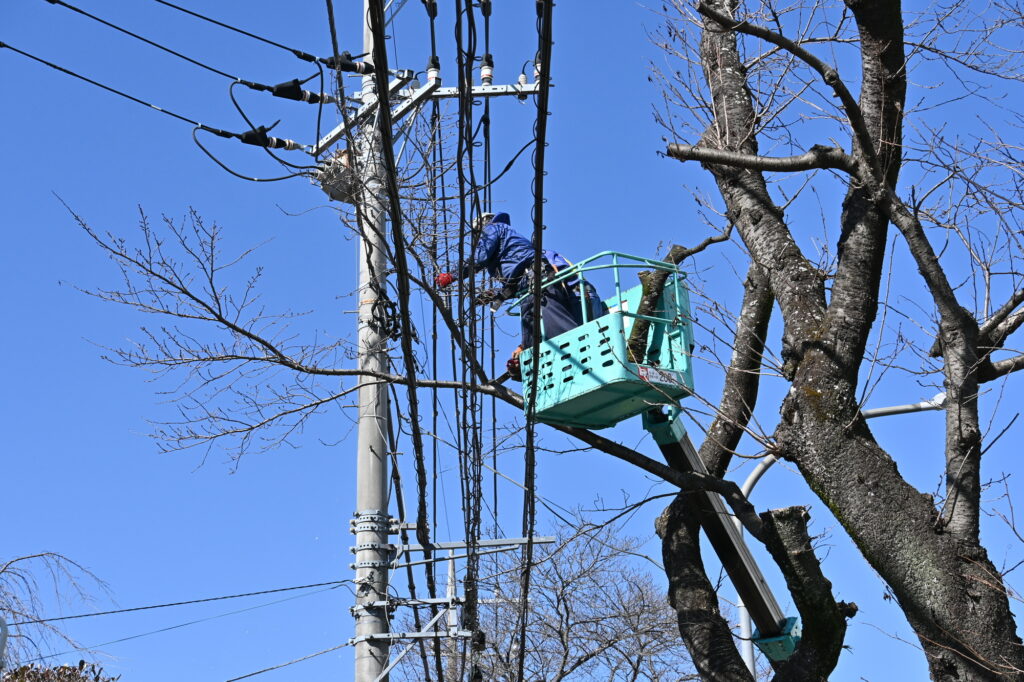 高所作業車による伐採作業