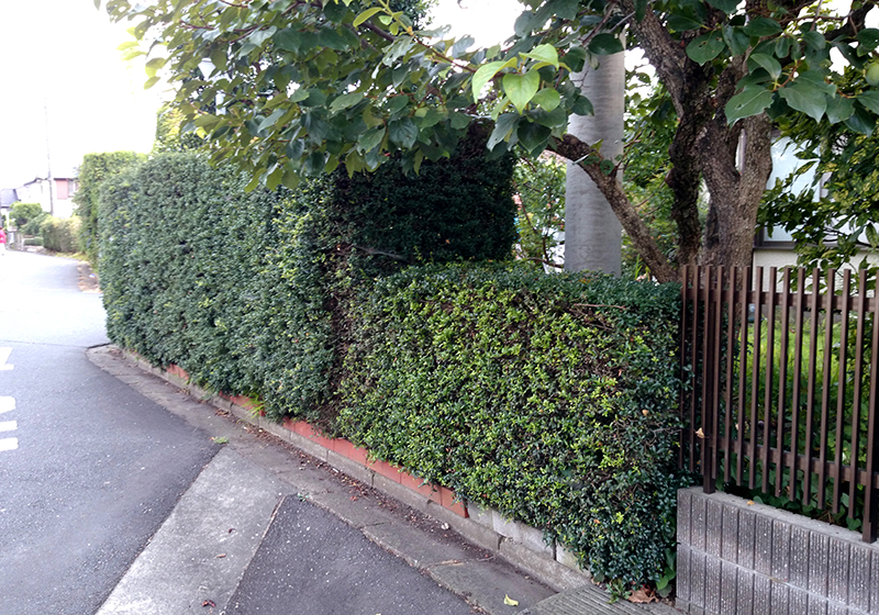 生い茂る植栽